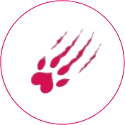 socougar-logo-coquine